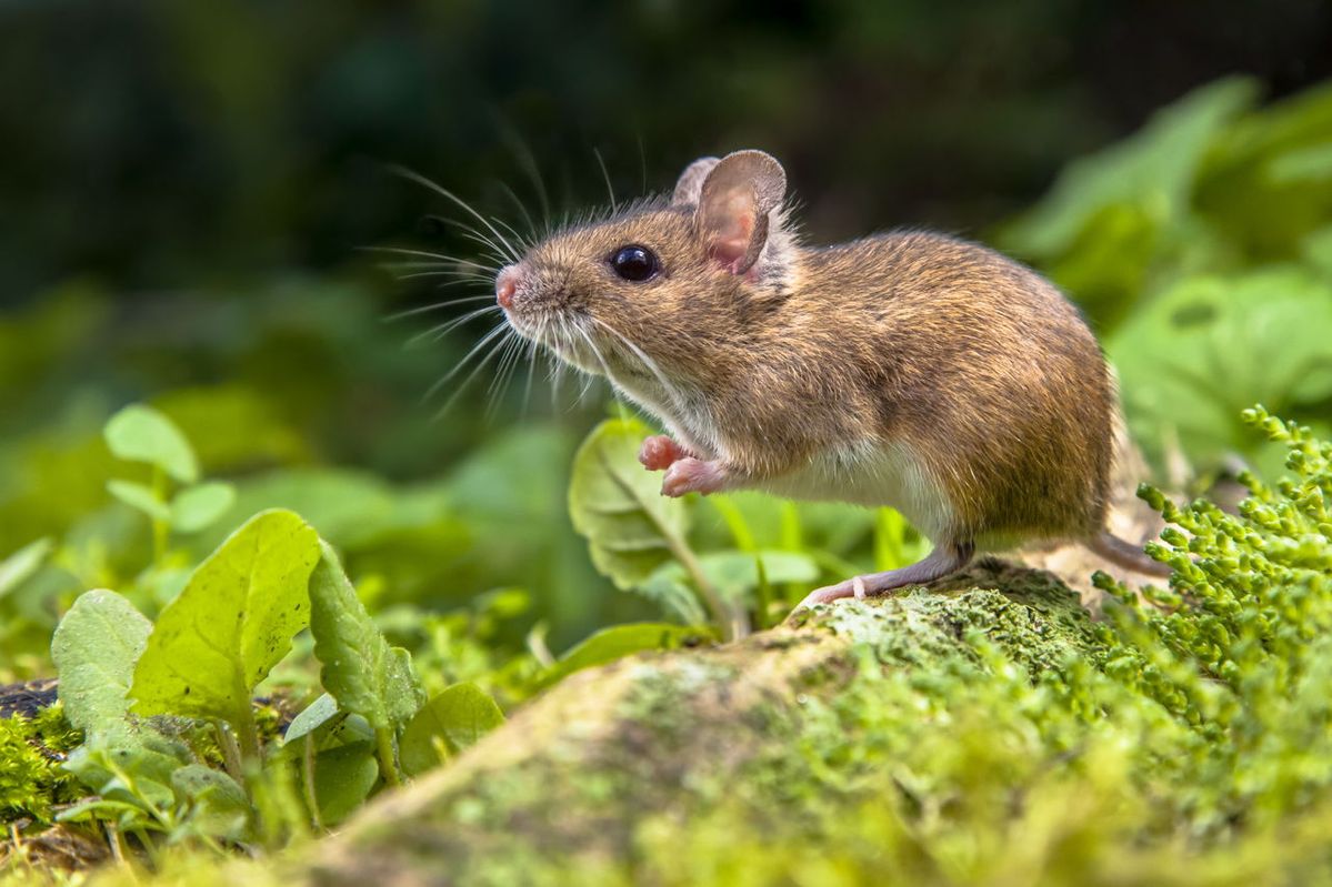 Waspada Ancaman Fatal Hantavirus dan Pentingnya Menjaga Kebersihan Lingkungan