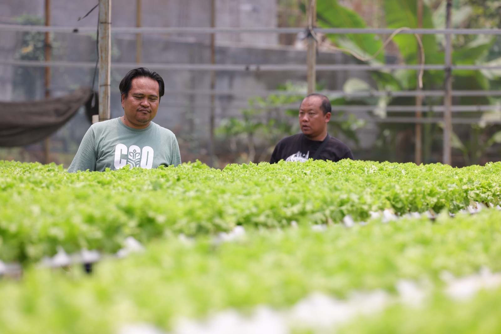 Dari Hidroponik hingga Pasar Modern, CooSAE Kota Batu Siap Adopsi Model Jateng