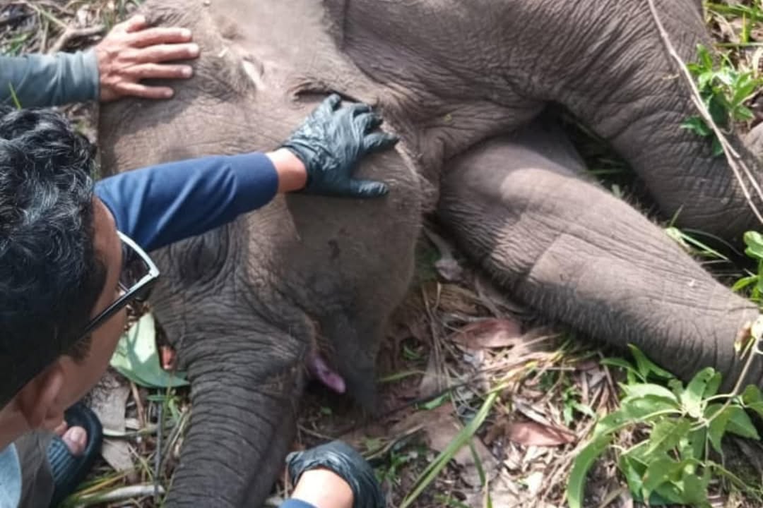 Anak Gajah Sumatera Mati Kena Virus Herpes, Ancaman bagi Hewan yang Tergolong Dilindungi Ini 