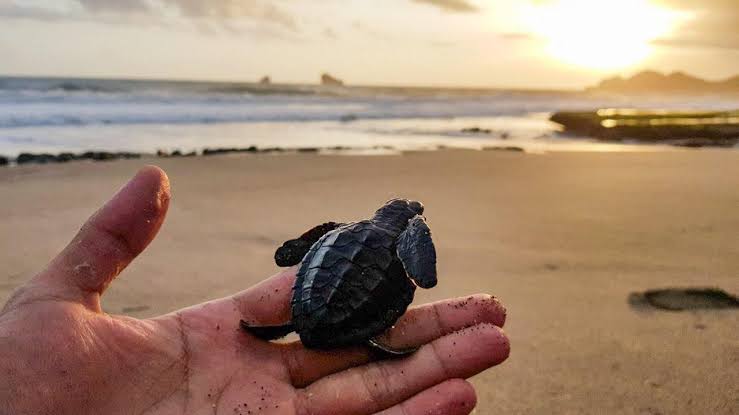 Mau Lihat Penyu di Malang? Ada Pantai Tanjung Penyu, tapi Lebih Pas di Pantai Bajulmati