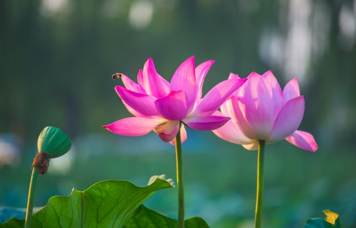 Teratai: Bunga Cantik Penuh Filosofi dengan 9 Manfaat Kesehatan