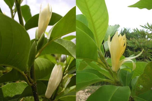 Bunga Cempaka Lambang Pemurnian Jiwa, 9 Manfaatnya untuk Ritual hingga Kesehatan