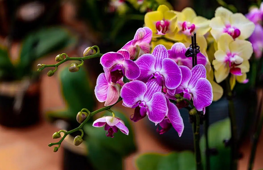 9 Anggrek Endemik Indonesia yang Memikat, Simbol Kekayaan Flora Nusantara