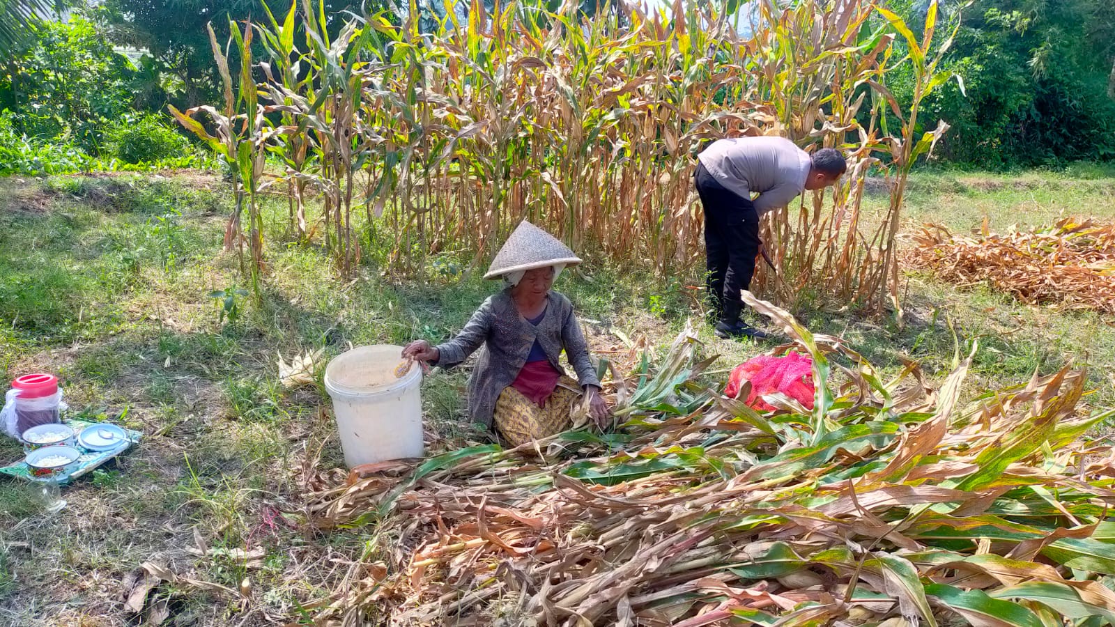 Polisi Bantu Petani Panen 1,2 Ton Jagung di Cemorokandang, Kota Malang