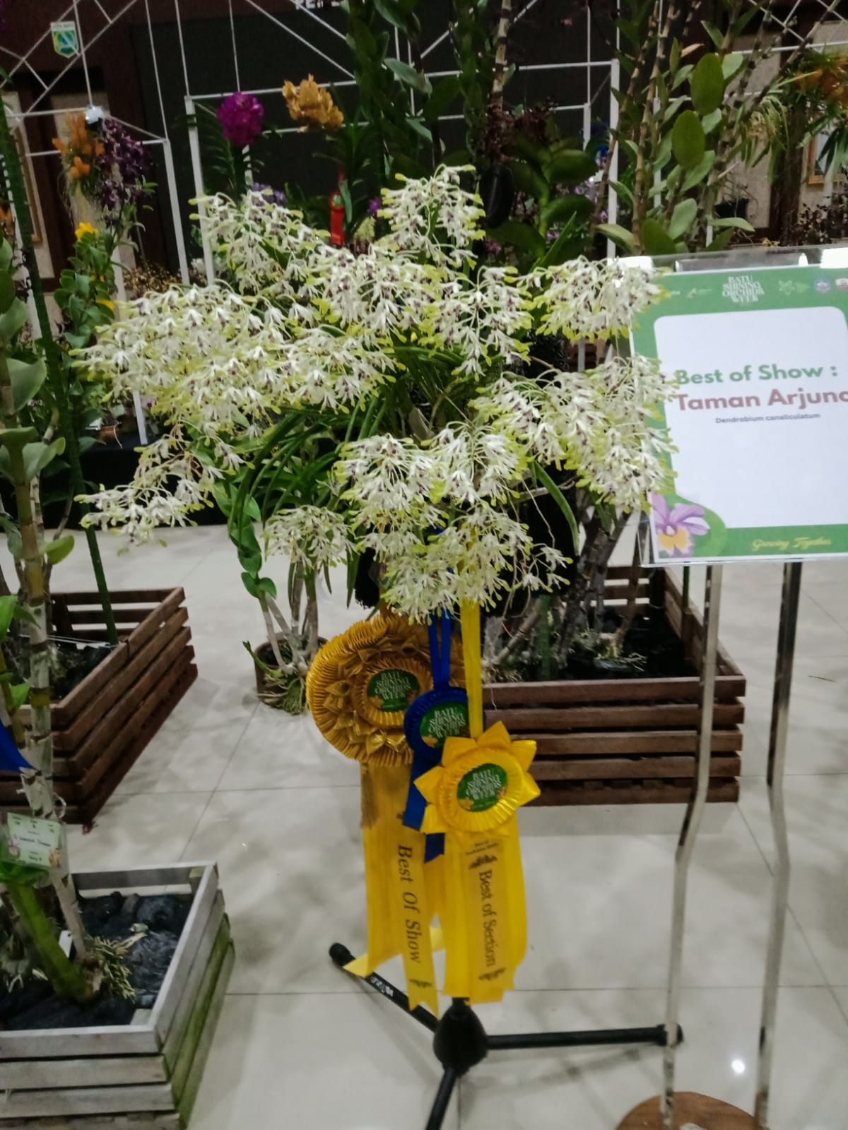 Pameran Anggrek Nasional di Kota Batu, Anggrek Bulan Tetap Jadi Primadona