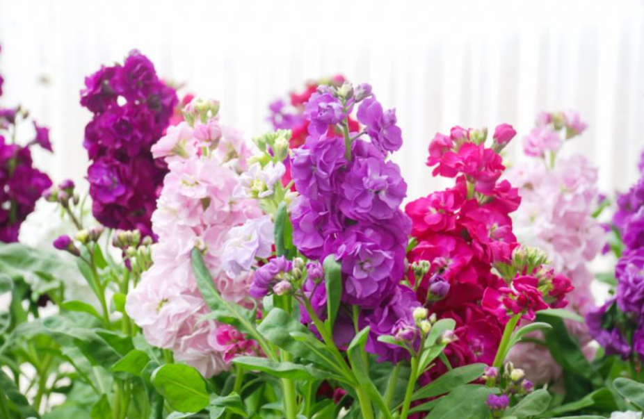 Di Balik Harumnya Matthiola, Bunga Hias Favorit sejak Zaman Eropa Kuno