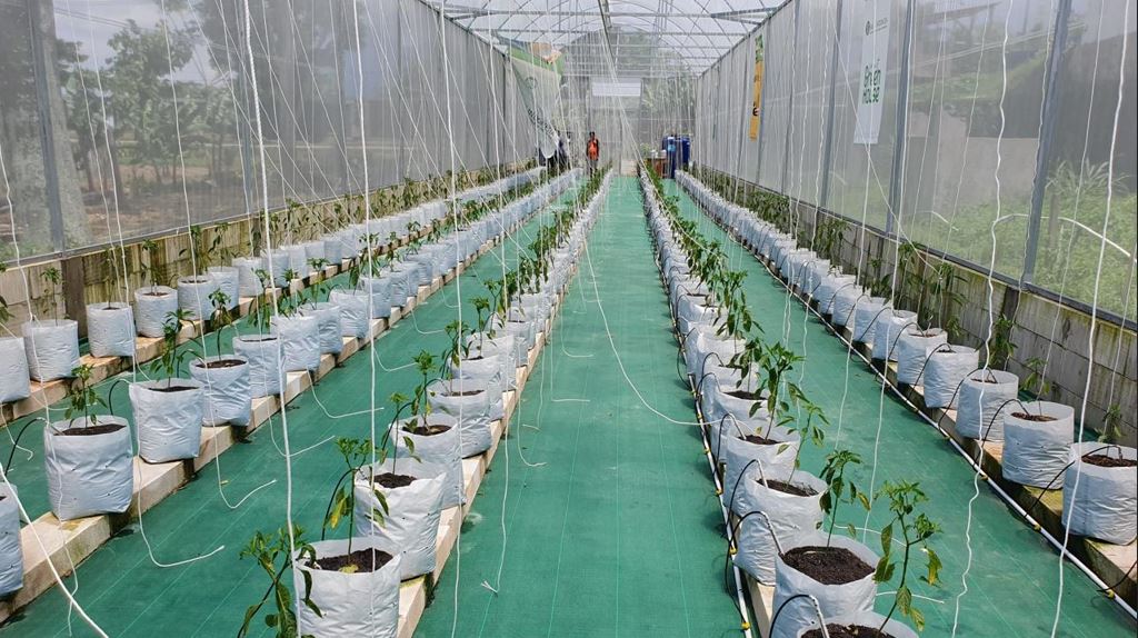 Desember Pedas: Rutinitas Musiman dan Alarm Tata Kelola Rantai Pasok Cabai