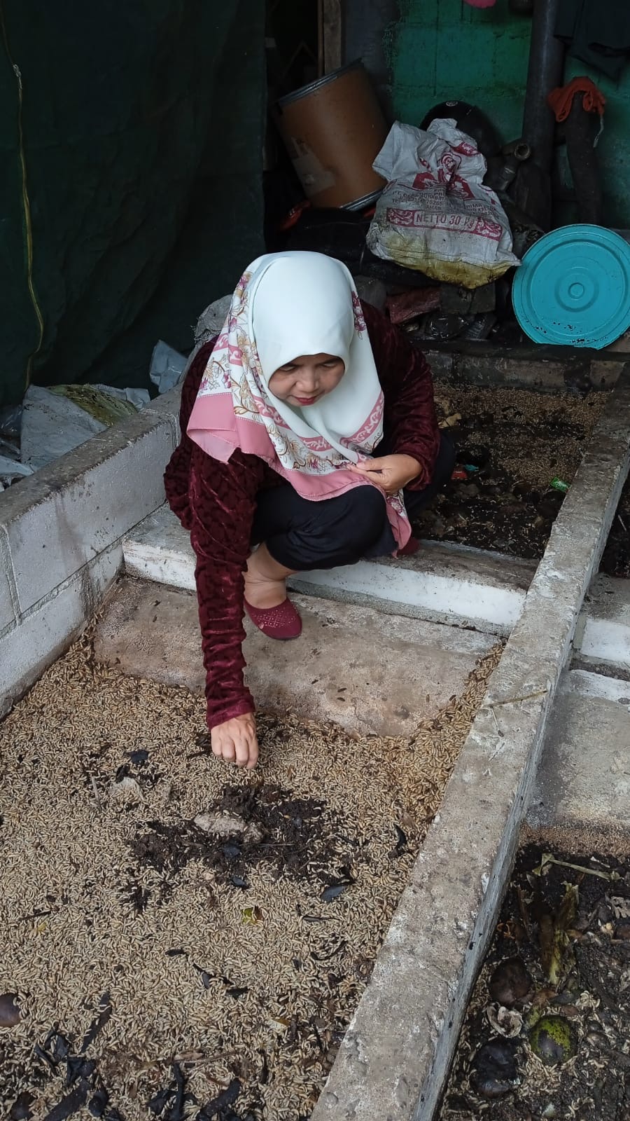 Budidaya Maggot di Kota Malang Meningkat, Jadi Solusi Pakan Ternak dan Pengurangan Sampah Organik