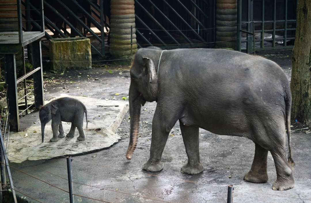 Hari Gajah Sedunia 12 Agustus, Saat Tepat Kenangan dengan Diah, Si Gajah Viral di Batu Secret Zoo