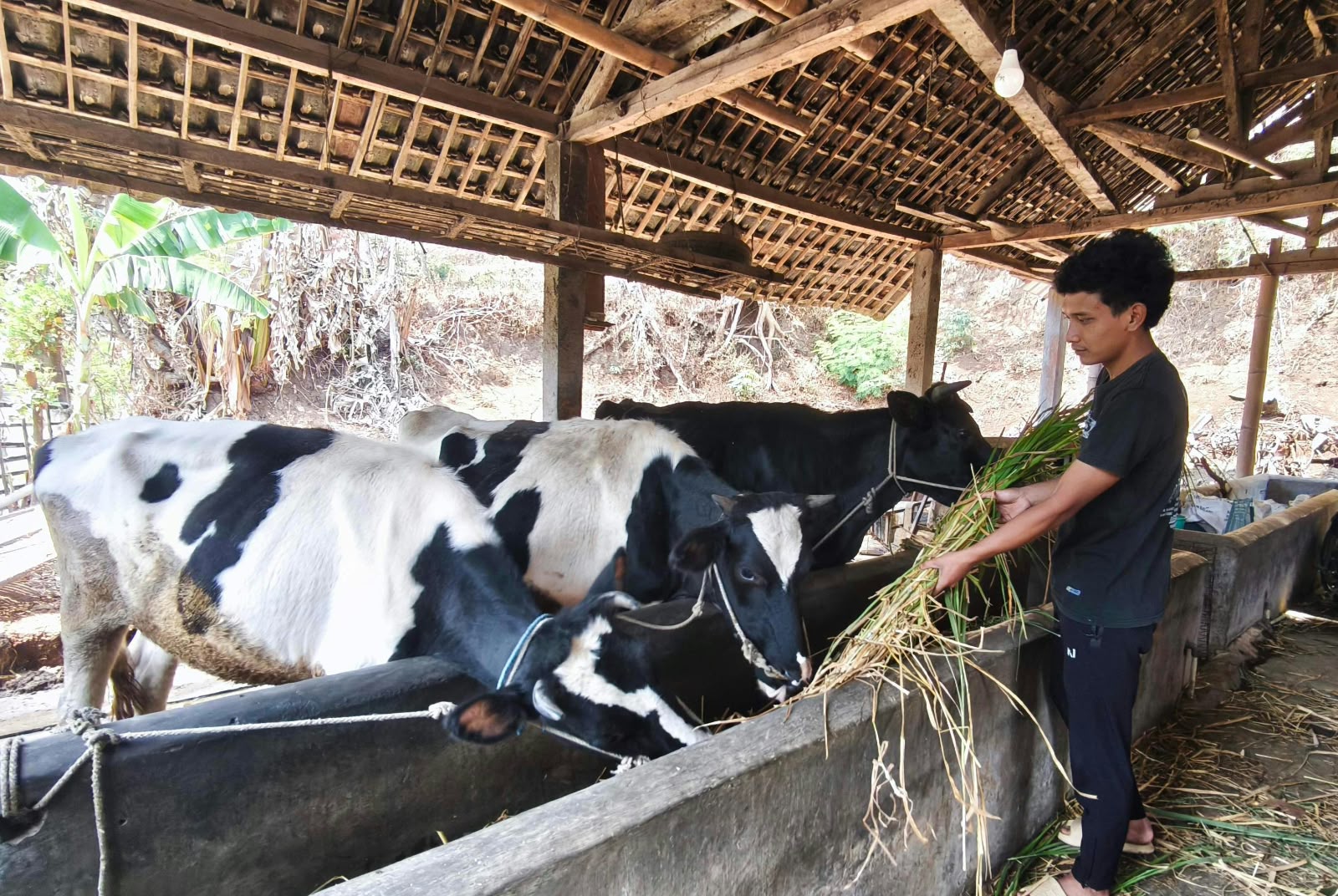 Hadapi Kemarau, Peternak Sapi di Dusun Brau Batu Putar Otak Jaga Stok Pakan
