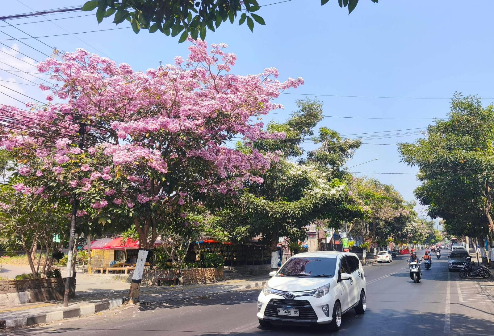 5 Fakta Tabebuya yang Bikin Kota Batu Tampak Seperti Negeri Sakura