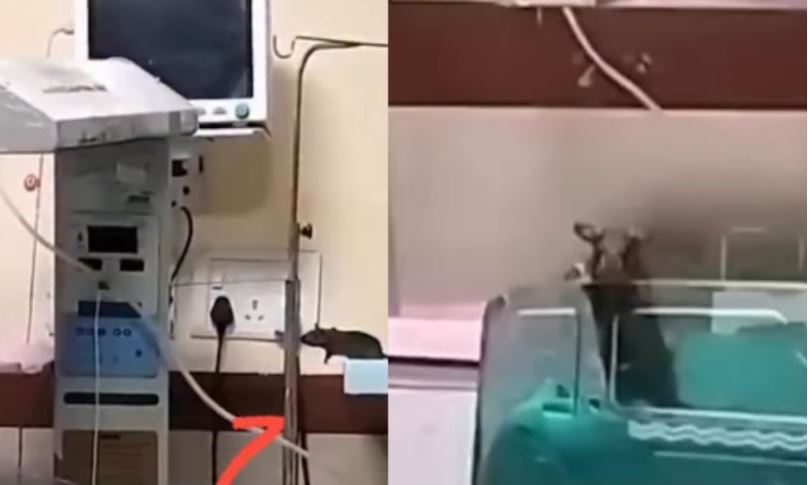 2 Bayi Meninggal Dunia di Rumah Sakit Karena Digigit Tikus, Kepala Perawat Diskors