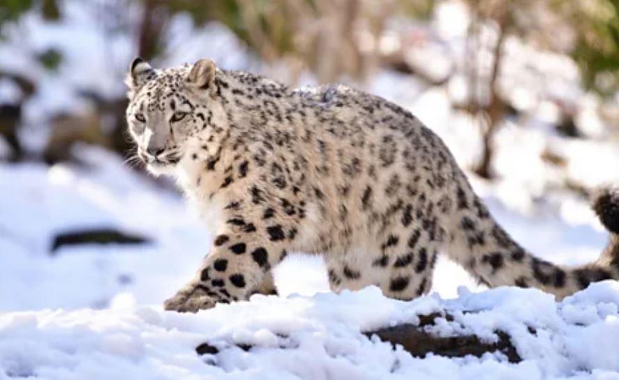 Hari Macan Tutul Salju Internasional 23 Oktober: Sejarah dan Fakta Unik Si 'Hantu Salju' Himalaya 