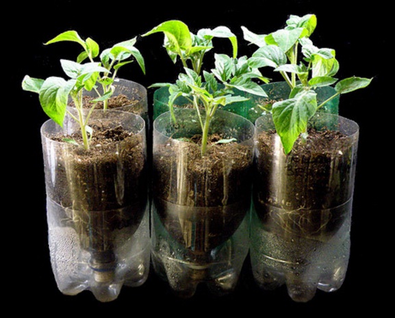 Cara Membuat Hidroponik dari Botol Bekas, Solusi Berkebun Hemat di Lahan Sempit
