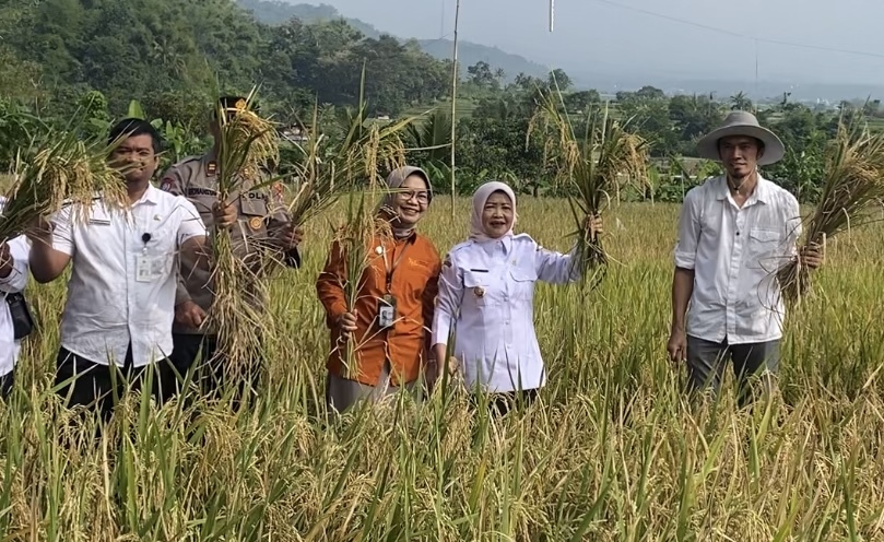 Pemkab Malang Gandengan dengan UM Panen Padi Yang Diberi Pupuk Organik dari Limbah Lokal