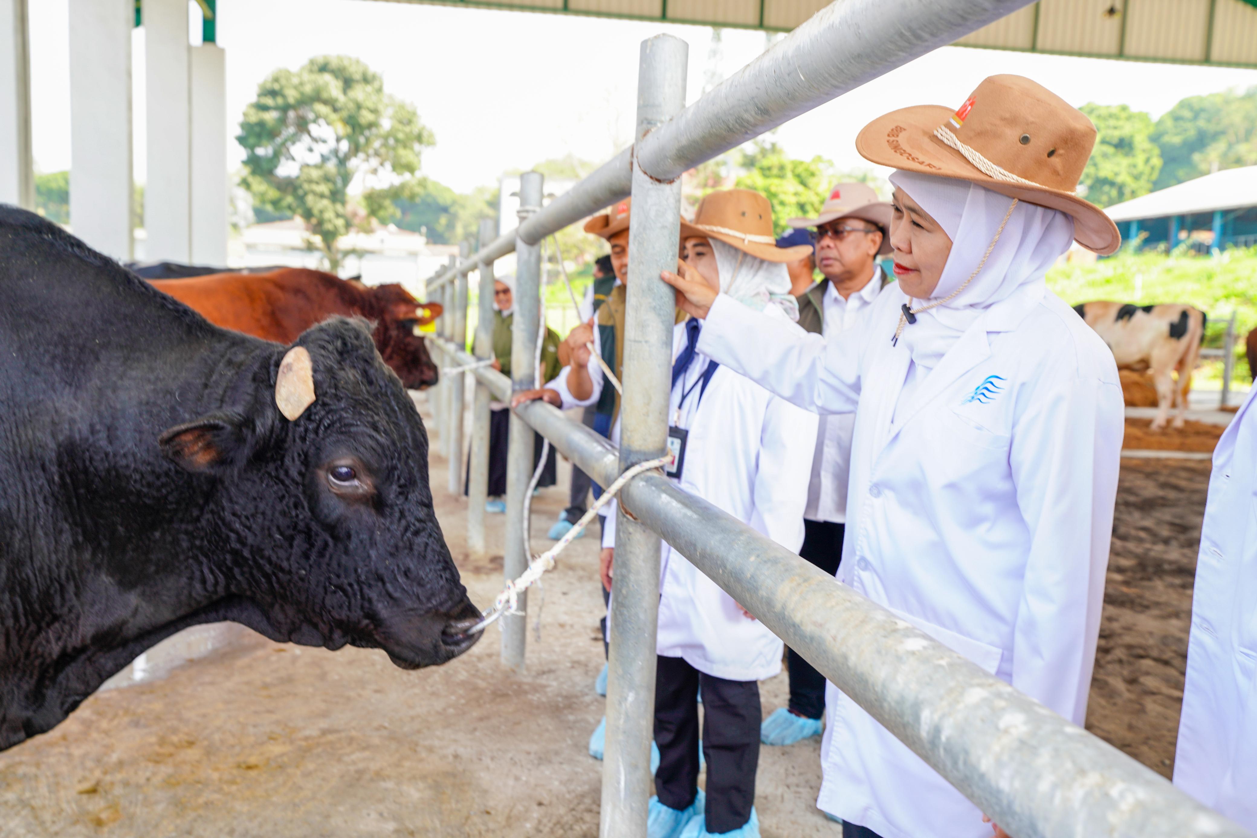 Khofifah Kunjungi BBIB Singosari, Optimistis Sapi Wagyu dan Belgian Blue Dorong Swasembada Daging Nasional
