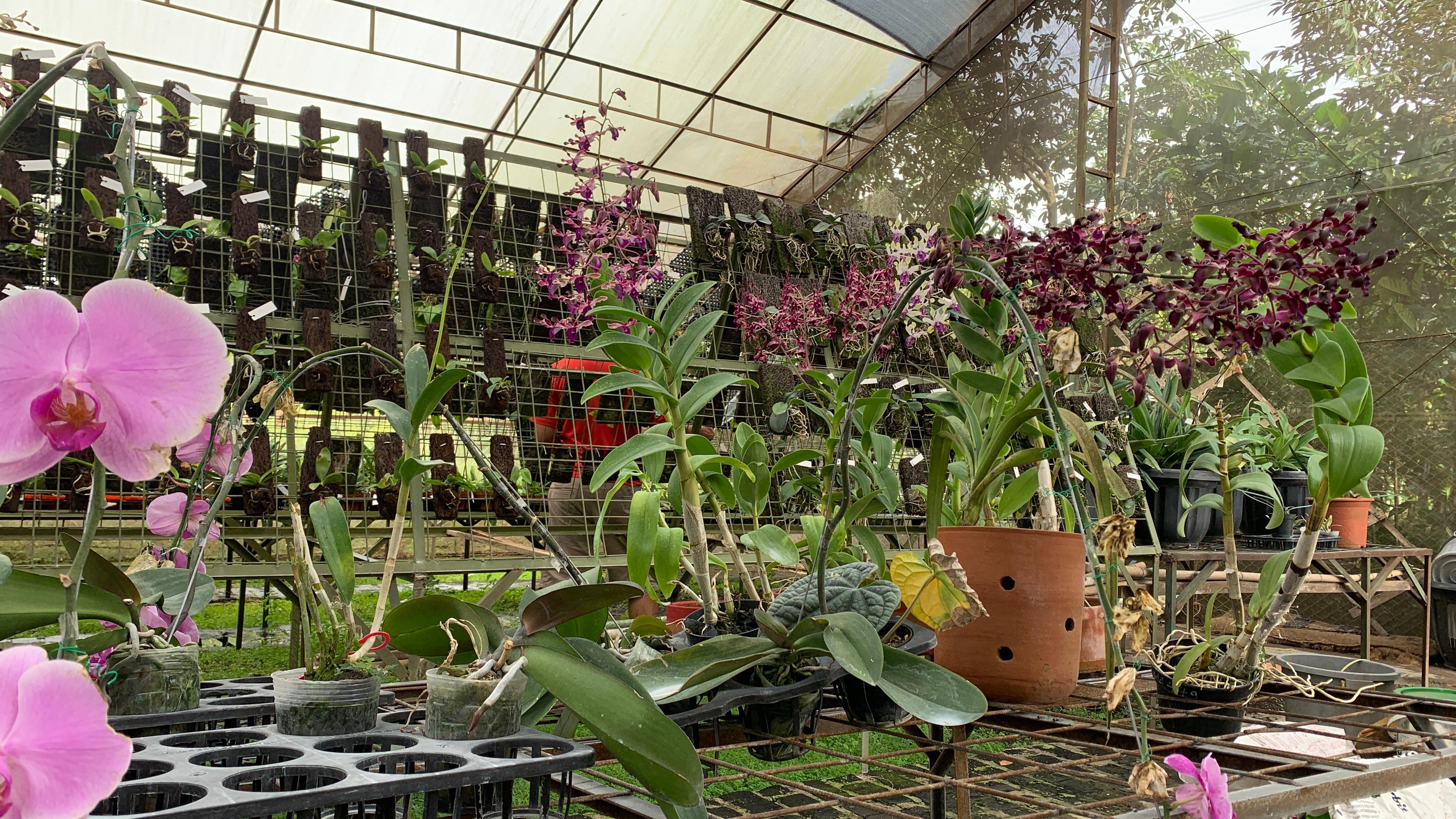 Kampung Anggrek Kota Wisata Batu Tawarkan Wisata Edukasi hingga Penjualan Tanaman