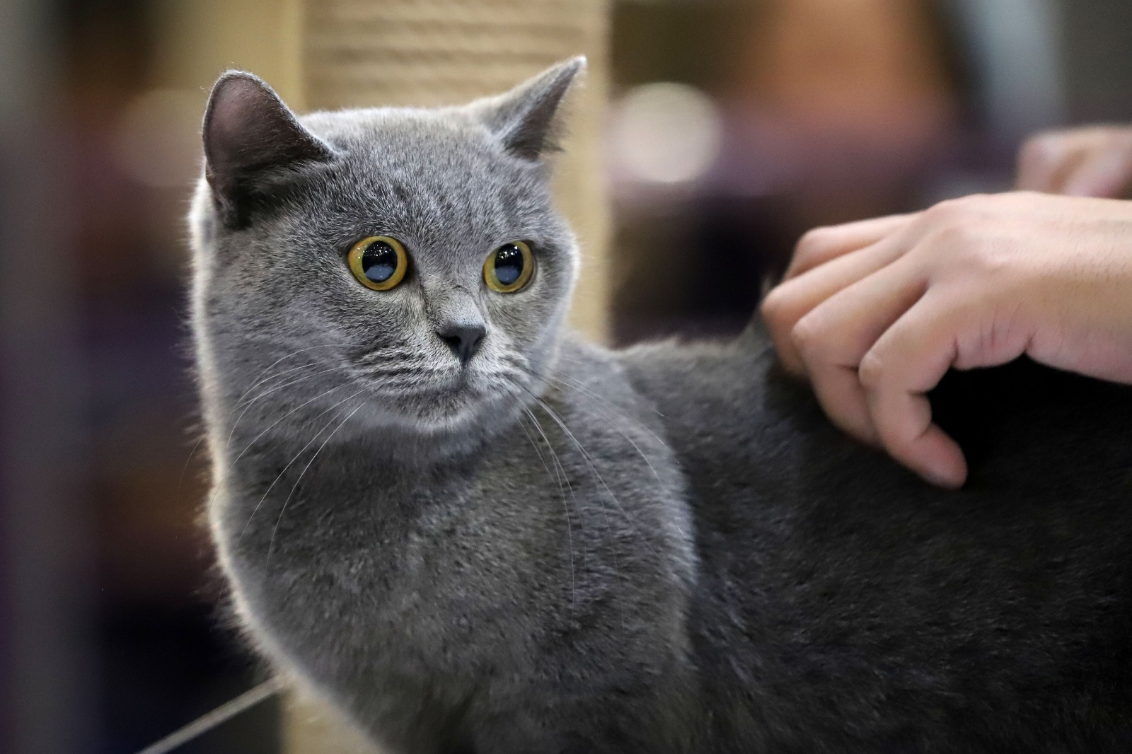 82 Kucing Ikuti Kontes di UB Malang, Harga Kucing Ras Bisa Tembus Rp30 Juta