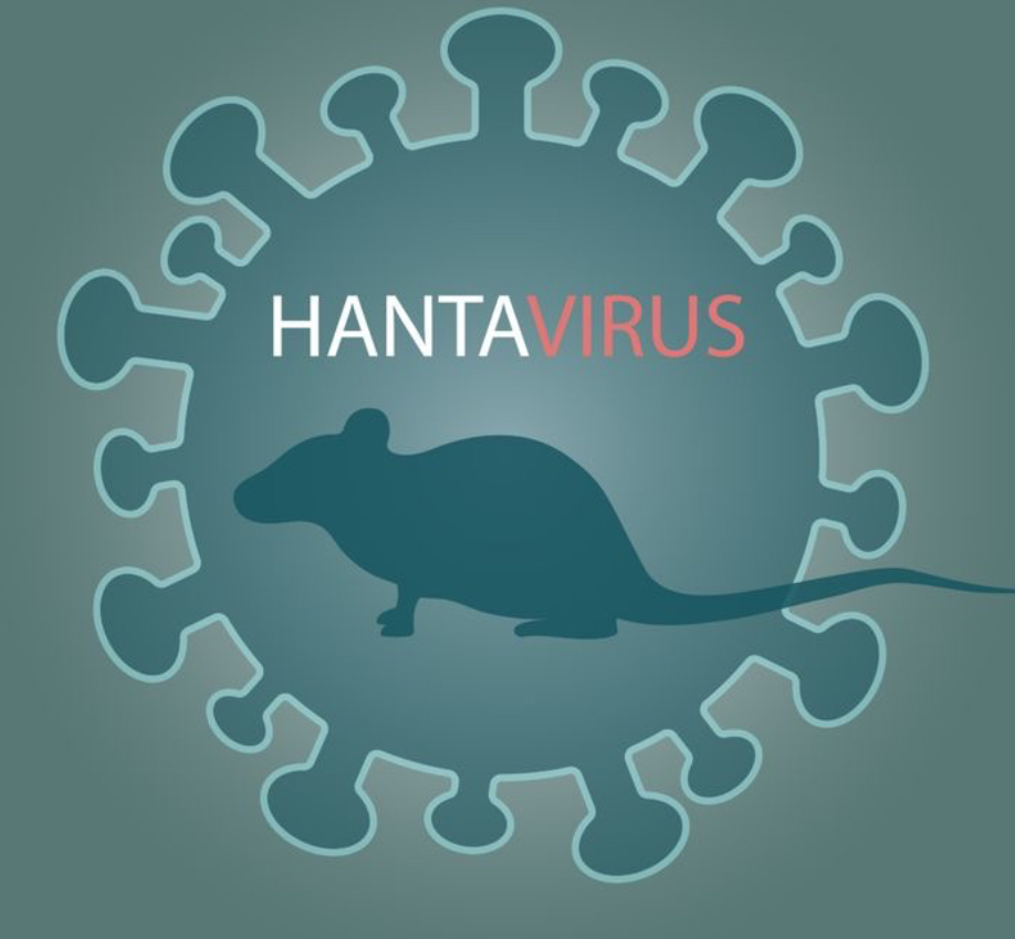 Dinkes Kota Malang Ingatkan Risiko Hantavirus saat Bersihkan Gorong-Gorong, Warga Diminta Pakai APD