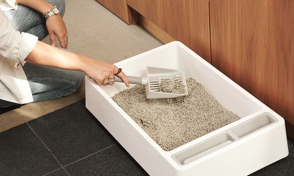 9 Rekomendasi Pasir buat Anabul di Rumah