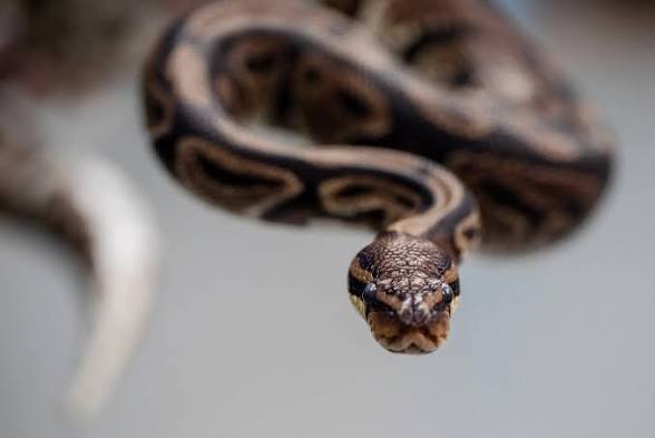 Ball Python Jadi Ular Peliharaan Terbaik untuk Pemula, Ini Alasan Banyak Pakar Merekomendasikannya