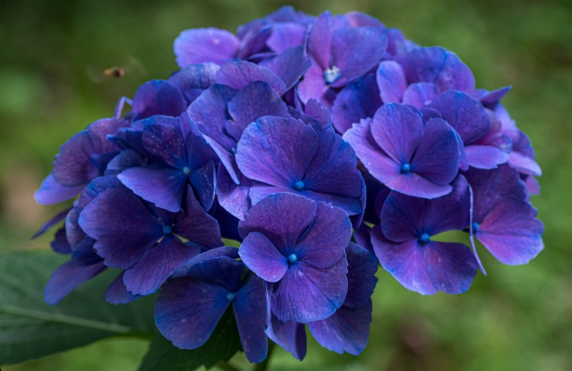 Keindahan Bunga Hydrangea: Asal-usul, Makna Budaya, dan Fenomena Perubahan Warna