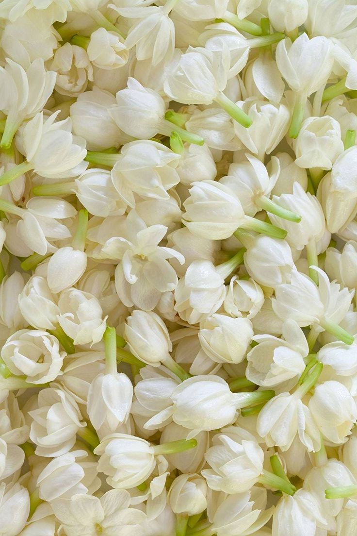 Bunga Melati: Tanaman Khas Nusantara dengan Sejarah Panjang, Makna Filosofis Mendalam, dan Segudang Manfaat