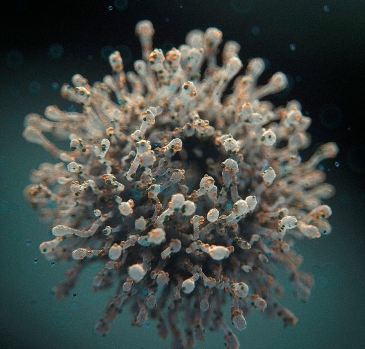 Waspada Virus Nipah, Dinkes Kota Malang Imbau Warga Hindari Konsumsi Buah Jatuh