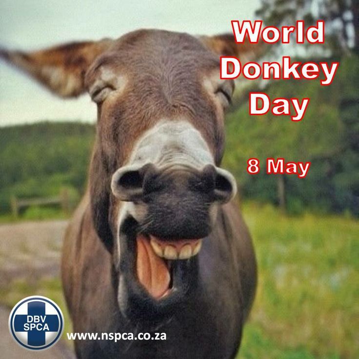 8 Mei Juga Hari Keledail Sering Dianggap Binatang Bodoh dalam Budaya Populer, Benarkah?