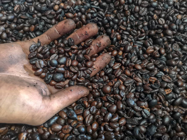 9 Fakta Unik Kopi Java Preanger: Pelopor Kopi Nusantara yang Menaklukkan Dunia sejak Abad ke-18
