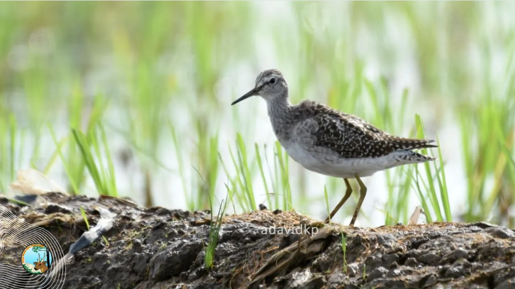 Desa Bungur Jadi 'Hotel Bintang Lima' Bagi Burung Migran Asal China dan Rusia
