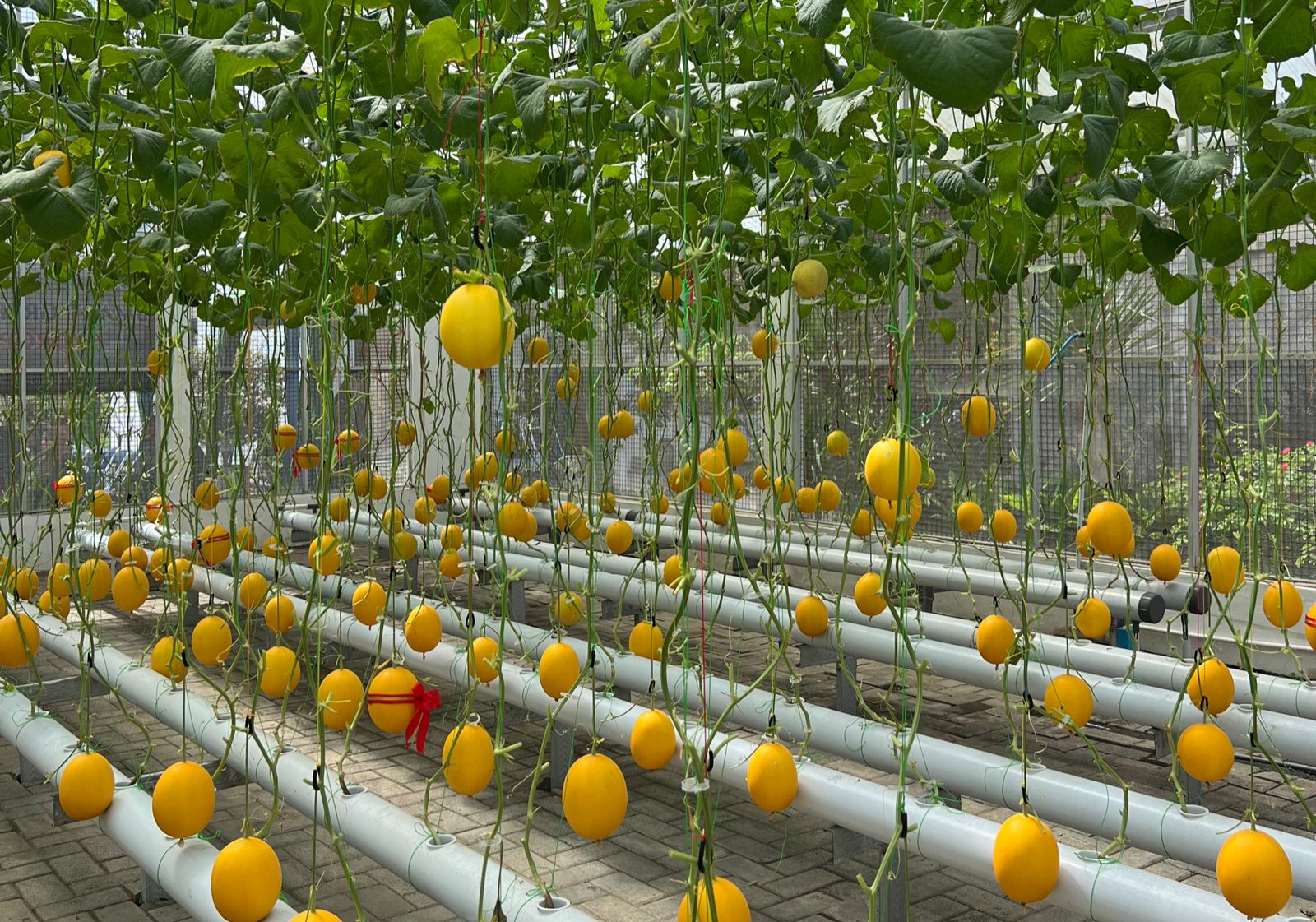 Gunakan Smart Farming dan Pupuk Racikan, Begini Melon Produksi Greenhouse UMM