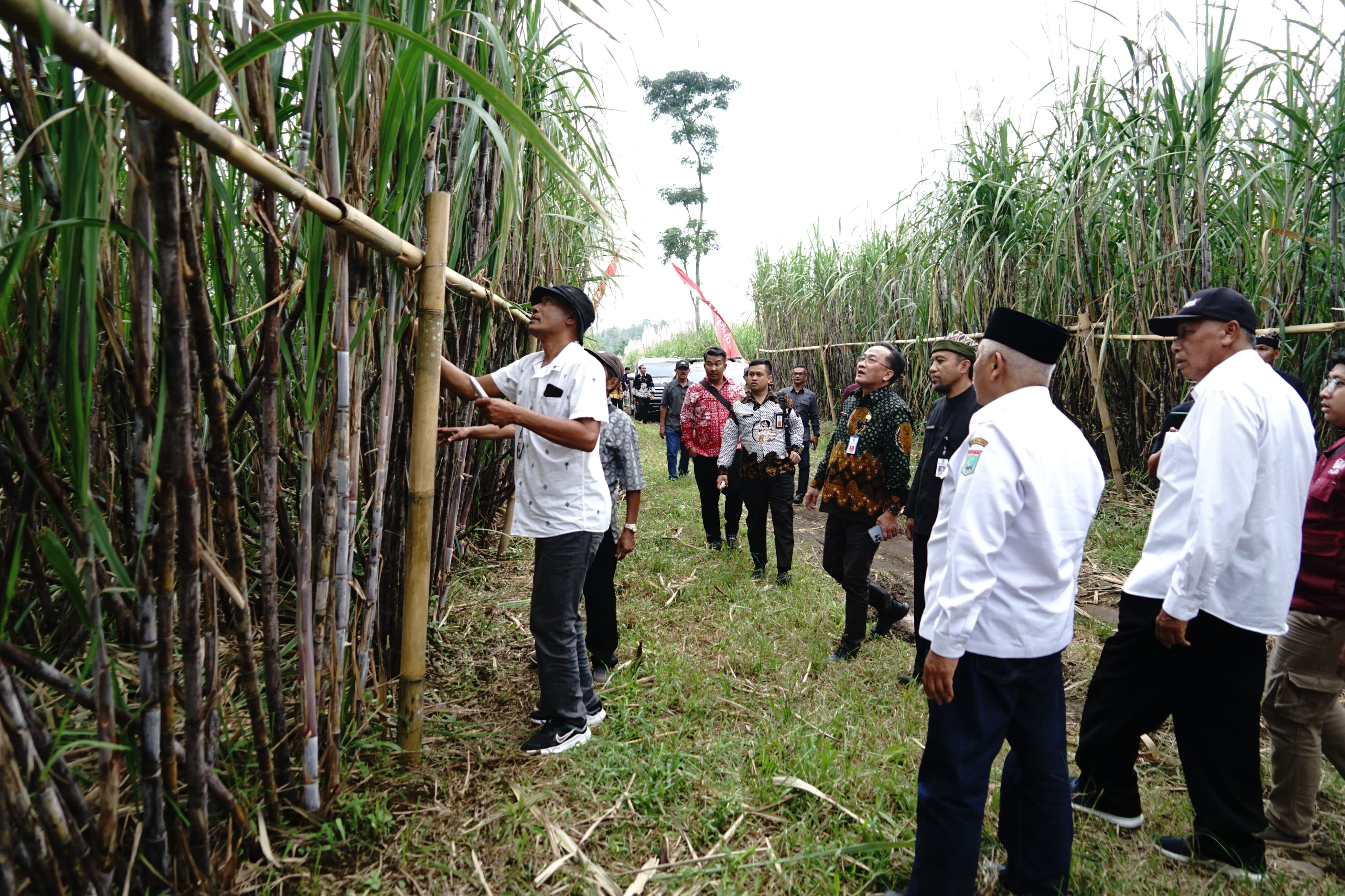 Tebu Raksana Manis Akan Dikembangkan di Malang, Bupati Sanusi Pimpin Tim Belajar di Banyuwangi