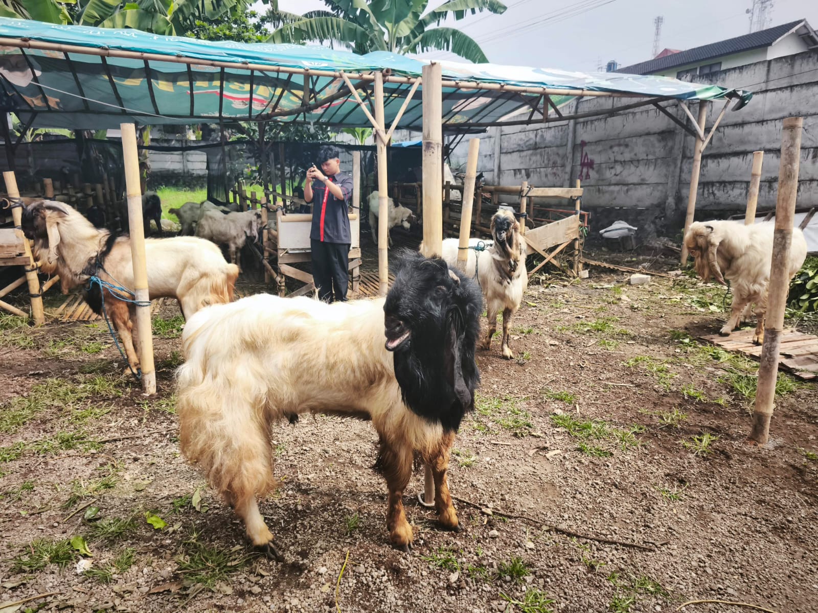 Distan KP Kota Batu Waspadai Cacing Hati pada Hewan Kurban   ‎