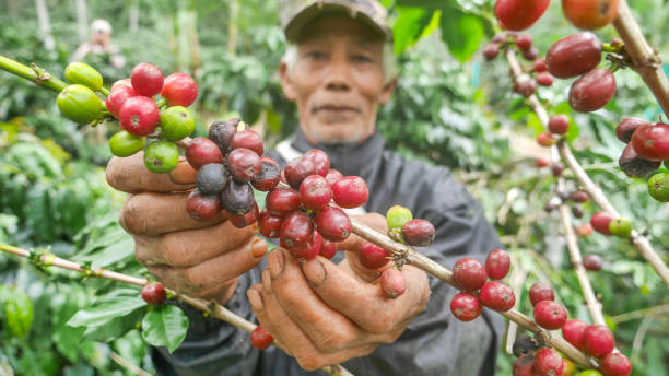 Kopi Gayo: Aroma Pegunungan Aceh dan Kisah di Balik Salah Satu Kopi Terbaik Dunia
