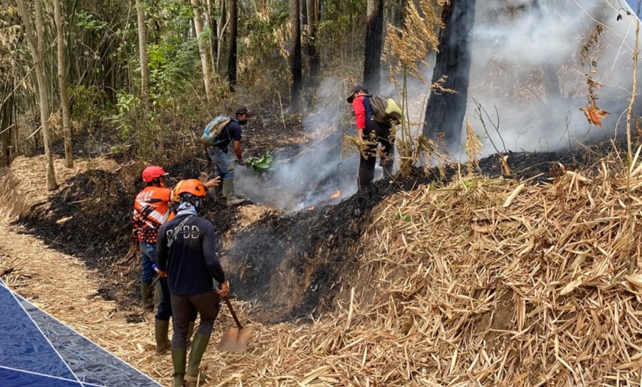 Hutan Pinus di Sumberejo Kota Batu Terbakar, 0,5 Hektare Hangus