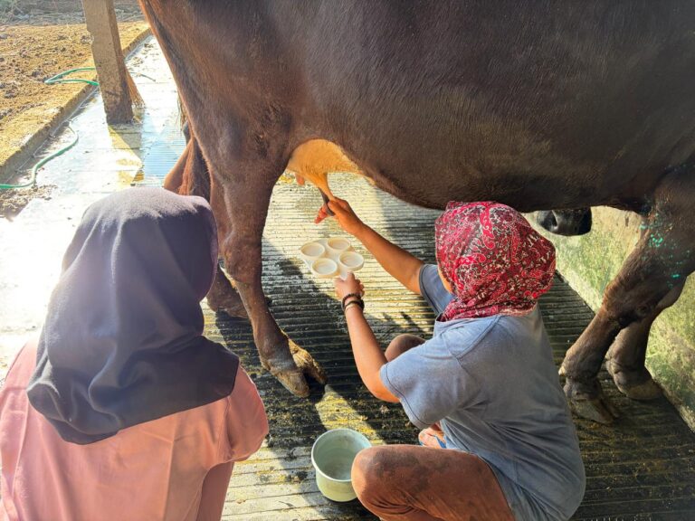 FKH UB Edukasi Peternak Sapi Perah di Batu, Fokus Cegah Mastitis dan Kendalikan Lalat Kandang