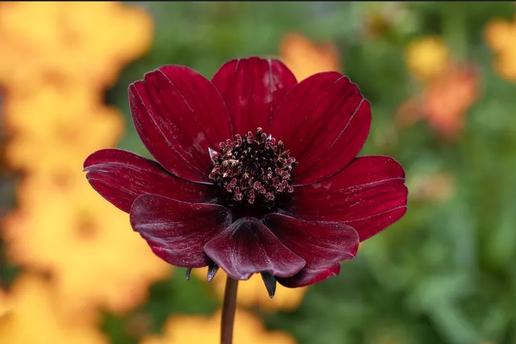 Chocolate Cosmos, Bunga Langka Beraroma Coklat dari Meksiko 