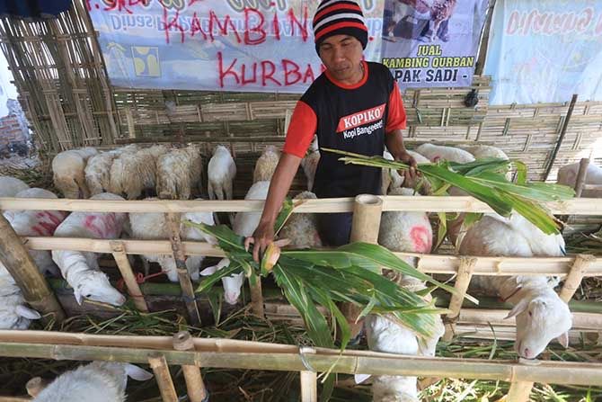Jelang Iduladha, Penjualan Kambing Kurban di Malang Raya Anjlok hingga 40 Persen