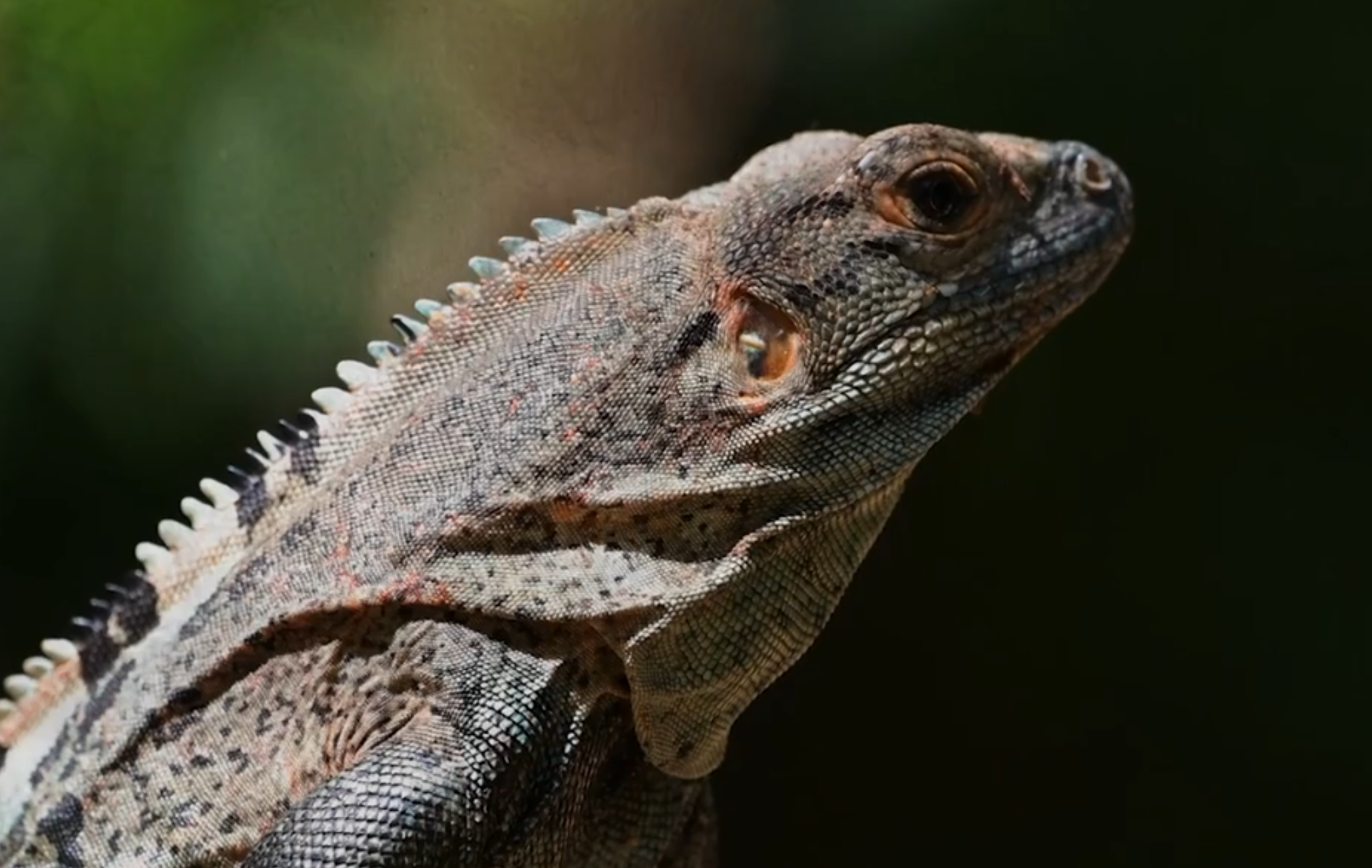 Hari Kadal Sedunia, Indonesia Punya Komodo hingga Kadal Unik yang Tak Ditemukan di Negara Lain