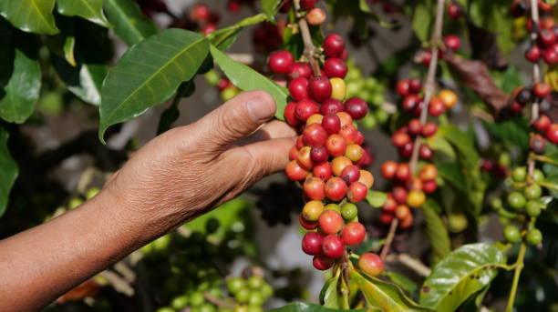 9 Fakta Unik Kopi Flores Bajawa: Kopi Gunung Beraroma Tanah Vulkanik