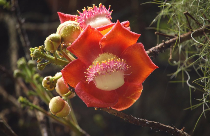 Pohon Buah Meriam, Bunga Tropis Unik yang Sarat Makna dan Manfaat