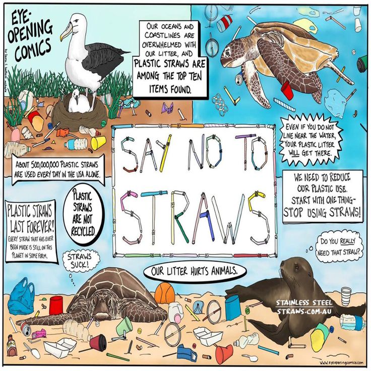 Momen Hari Penyu, Yuk Gunakan Stainless Straw Untuk Selamatkan Penyu! Ini Cara Jaga Kebersihannya!