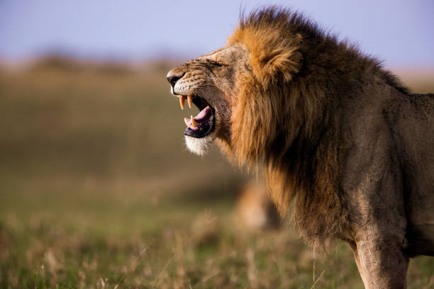 10 Agustus Juga Hari Singa, Satu Upaya Penyelamatan Sang Raja Simbol Arema