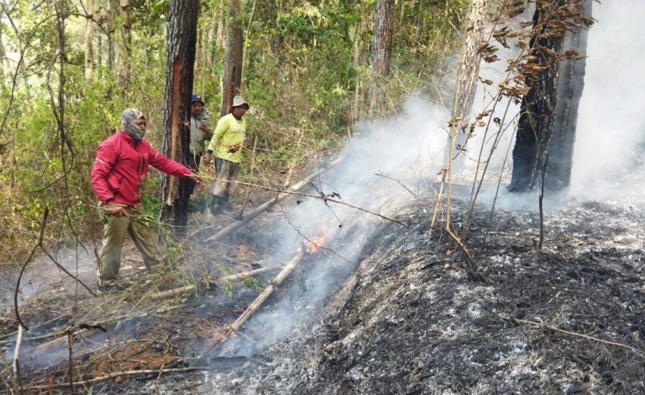 Karhutla Kota Batu Kembali Terjadi, 1 Hektare Hutan Pinus Terbakar
