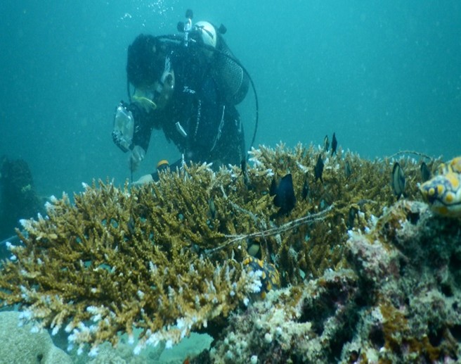 Pemantauan Pemutihan Karang Wujud Komitmen FPIK UB Dukung Pelestarian Sumber Daya Kelautan
