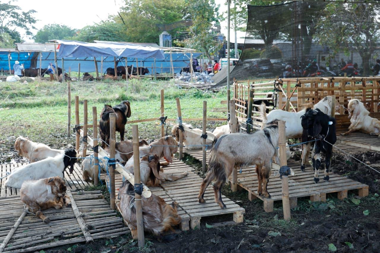 Penjualan Kambing Kurban di Kota Malang Turun 30 Persen, Pedagang Sebut Daya Beli Masyarakat Melemah