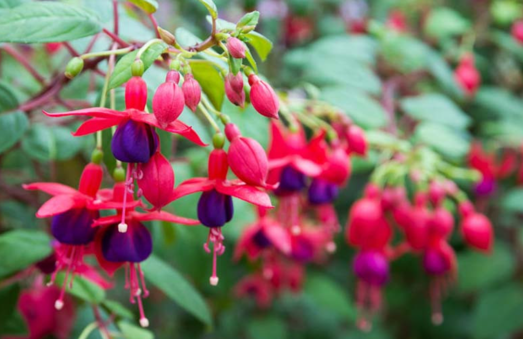 Bunga Fuchsia atau Anting Ratu, Keindahan Eksotis dengan Sejarah Panjang dan Makna Mendalam