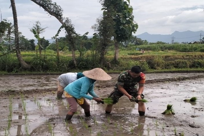 Kodim 0818/Malang-Batu Dampingi Petani guna Meningkatkan Hasil Pertanian dan Ketahanan Pangan Kabupaten Malang