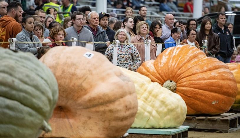26 Oktober Diperingati Hari Labu, Ini Sejarah dan 9 Fakta Uniknya